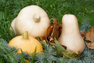 Potimaron et Butternut, les complices de votre automne gourmand.
